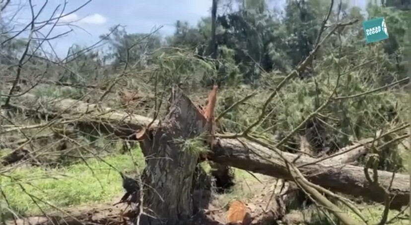 Coupure 42 hectares des filaos de Tivaouane Peulh : la population pointe du doigt le maire Papis Diop