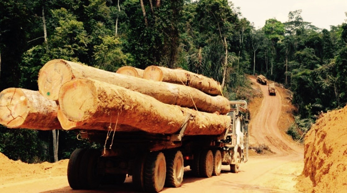 Trafic international de bois en Casamance : deux camions interceptés et un convoyeur arrêté à Bounkiling