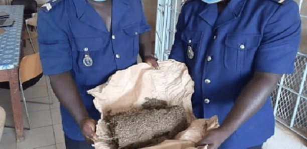 Fimela : Un trafic de drogue démantelé, 4 dealers arrêtés avec 1,5 kg de drogue