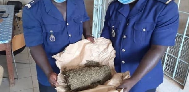 Mbacké : Arrestation d&rsquo;un Voyageur avec 4 kg de Chanvre Indien