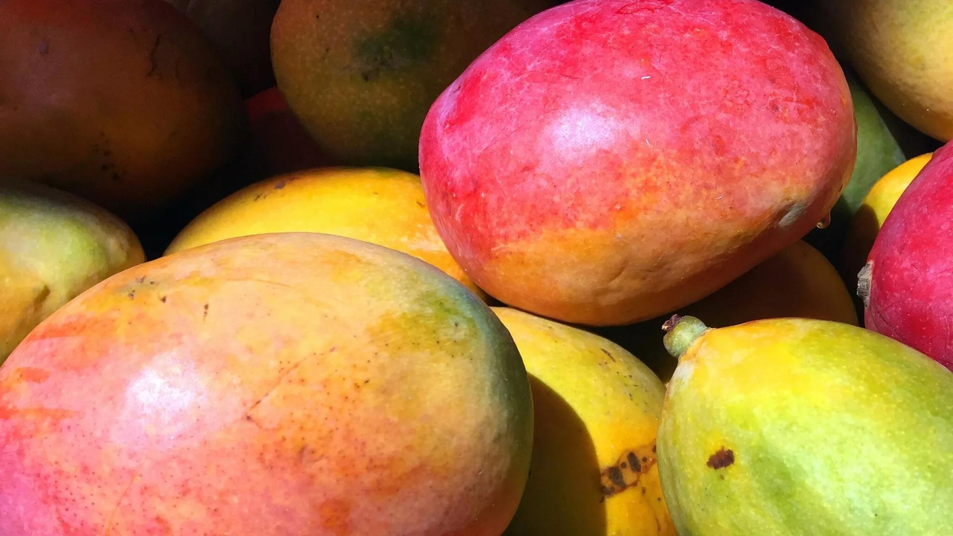 Le Sénégal fait face à une baisse drastique d’un quart de ses exportations de mangues