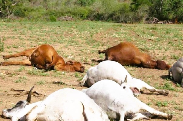 Abéné (Bignona): Mystère autour de la mort de plusieurs bœufs