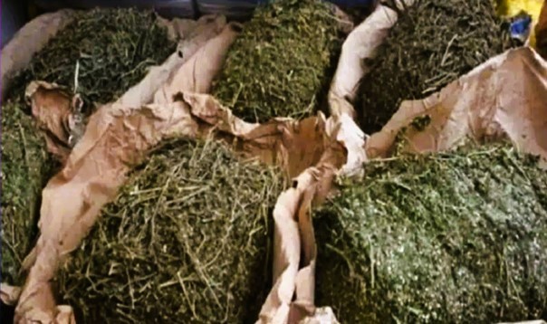 Saisie de 36,5 kg de chanvre indien à Rufisque : Deux dealers arrêtés